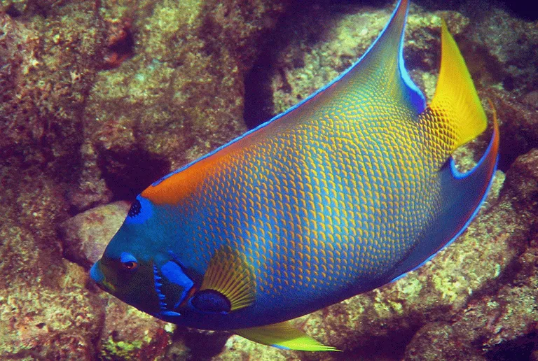 Kuva Trinidad ja Tobago
