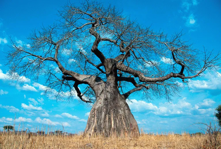 Det fantastiska Baobabträdet, vars namn betyder, "The time when man began"  