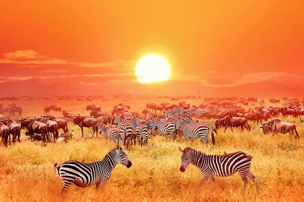 Kuva Serengetin kansallispuisto 
